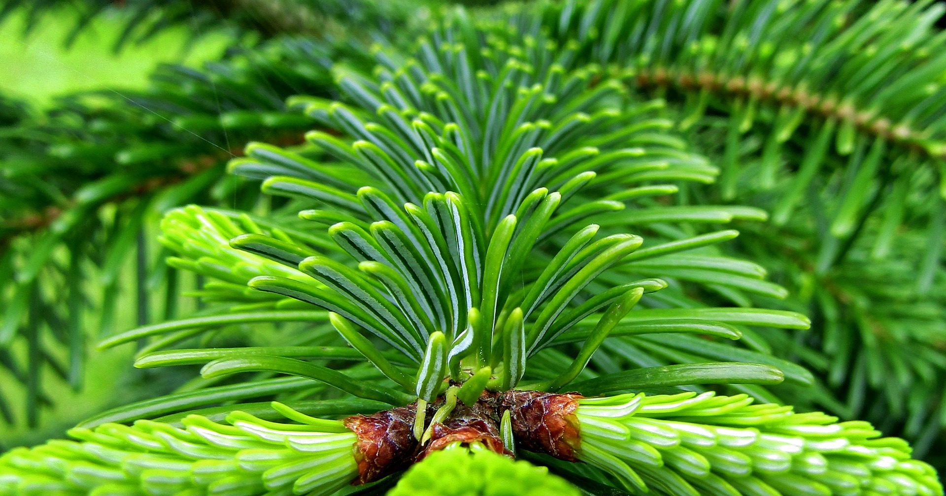 Nachhaltige Tannenbaum Alternative 5 Unglaublich Ökologisch